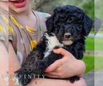 Small #5 Bernedoodle (Miniature)