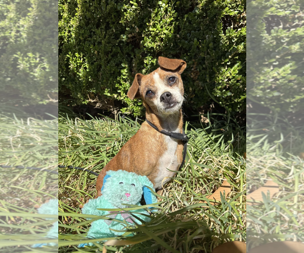 Medium Photo #1 Chihuahua-Unknown Mix Puppy For Sale in Fresno, CA, USA