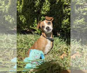 Chihuahua-Unknown Mix Dogs for adoption in Fresno, CA, USA