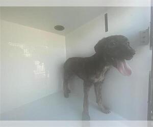 Mutt Dogs for adoption in Houston, TX, USA