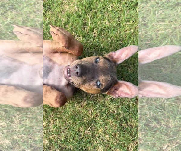 Medium Photo #3 Mutt Puppy For Sale in Woodbury, NY, USA