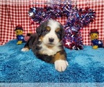 Puppy Cyprus Bernese Mountain Dog