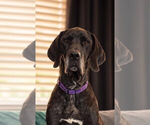 Freya Rose - Female Great Dane Dog for Adoption - Photo #6