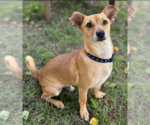 Small #2 Chihuahua Mix