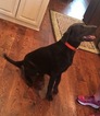 Small Photo #1 Labrador Retriever Puppy For Sale in CUSHING, OK, USA
