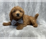 Small #5 Goldendoodle (Miniature)