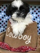 Small Photo #1 Shih Tzu Puppy For Sale in CLAREMONT, CA, USA