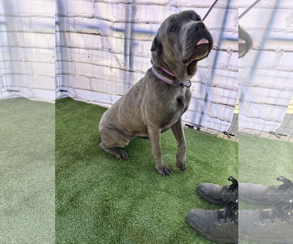 Medium Photo #5 Mutt Puppy For Sale in Goodyear, AZ, USA