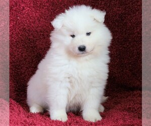 Samoyed Puppy for sale in FREDERICKSBG, OH, USA