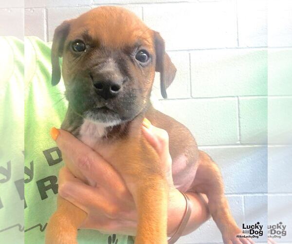 Medium Photo #1 Labrador Retriever-Unknown Mix Puppy For Sale in Washington, DC, USA