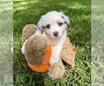 Small Miniature Australian Shepherd