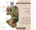 Grasshopper - Male Beagle-Unknown Mix Dog for Adoption - Small photo