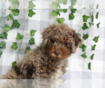 Small Aussie-Poo
