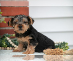 Small Photo #8 Yorkshire Terrier Puppy For Sale in MONROE, IN, USA