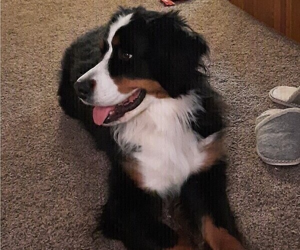 Medium Photo #1 Bernese Mountain Dog Puppy For Sale in SALMON, ID, USA