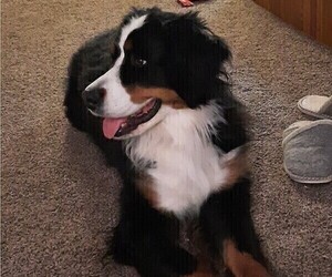 Mother of the Bernese Mountain Dog puppies born on 02/23/2025