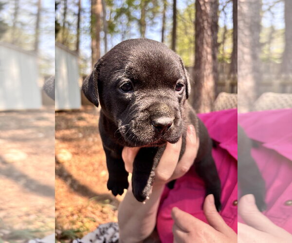 Medium Photo #2 Labrador Retriever-Unknown Mix Puppy For Sale in Holly Springs, NC, USA