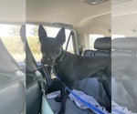 Small Photo #11 American Pit Bull Terrier-German Shepherd Dog Mix Puppy For Sale in Munford, TN, USA