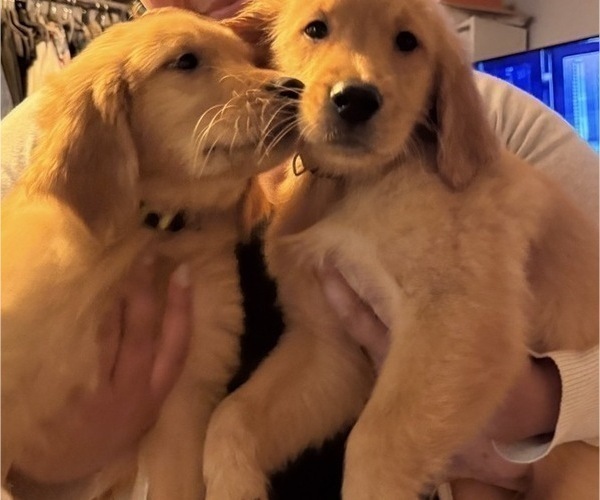 Medium Photo #5 Golden Retriever Puppy For Sale in SOMERSWORTH, NH, USA