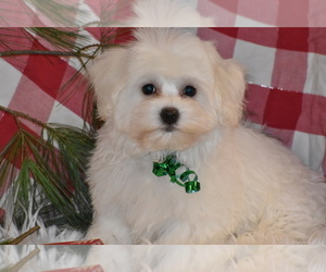 Biton Puppy for sale in ELDORADO, OH, USA
