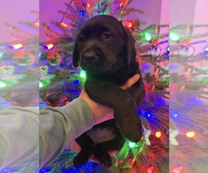 Labrador Retriever Puppy for sale in FAYETTEVILLE, OH, USA