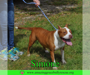 Simone - Female American Staffordshire Terrier-Unknown Mix Dog for Adoption - Photo #17