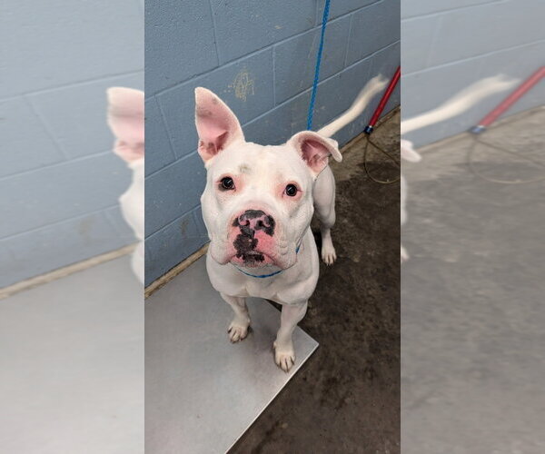 Medium Photo #1 Mutt Puppy For Sale in Evansville, IN, USA