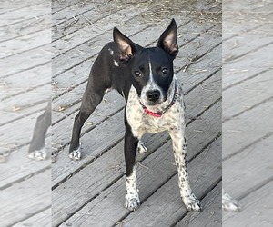 Mutt Dogs for adoption in Sandy, UT, USA