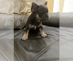 French Bulldog Puppy for sale in CHESAPEAKE, VA, USA