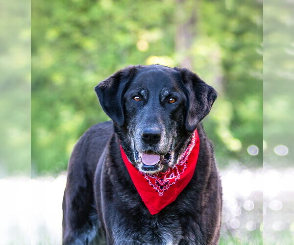 Medium Photo #1 Labrador Retriever-Unknown Mix Puppy For Sale in Unionville, PA, USA