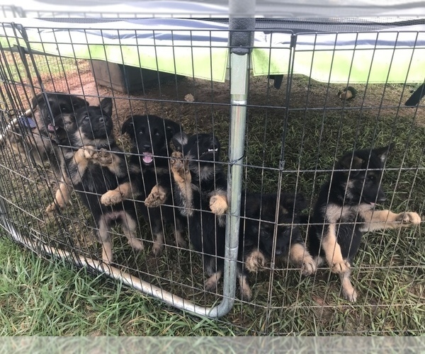 Medium Photo #3 German Shepherd Dog Puppy For Sale in CHATHAM, VA, USA