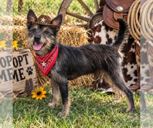 BOWEN - Male Mutt Dog for Adoption - Photo #3