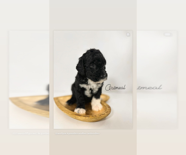 Medium Photo #5 Miniature Bernedoodle Puppy For Sale in HERNANDO, FL, USA