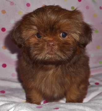 Medium Photo #1 Shih Tzu Puppy For Sale in DIXON, IL, USA