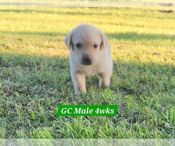 Medium Photo #24 Labrador Retriever Puppy For Sale in EDGEWOOD, TX, USA
