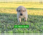 Small #23 Labrador Retriever