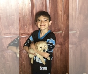 Golden Retriever Puppy for sale in ABERDEEN, ID, USA