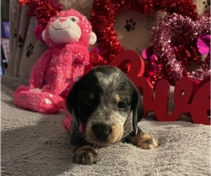 Dachshund Puppy for Sale in PALATKA, Florida USA