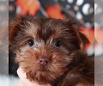 Small #1 Yorkshire Terrier