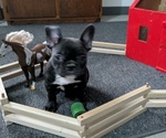 Small Photo #10 Faux Frenchbo Bulldog Puppy For Sale in GOSHEN, IN, USA