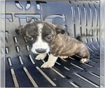 Small Border Collie-Chihuahua Mix