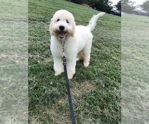 Labradoodle Puppy for sale in CHANTILLY, VA, USA