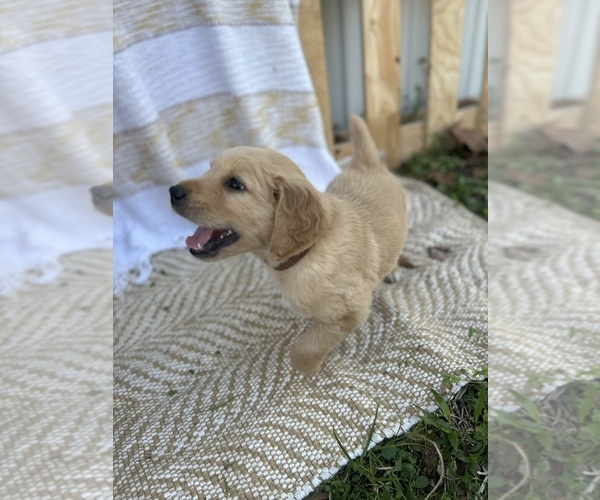 Medium Photo #6 Golden Retriever Puppy For Sale in HAMPTON, FL, USA