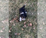 Small Photo #3 Cavalier King Charles Spaniel Puppy For Sale in SAINT CLOUD, MN, USA