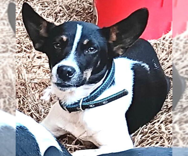 Medium Photo #1 Mutt Puppy For Sale in Rutherfordton, NC, USA