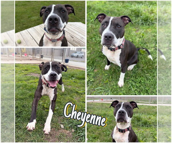 Medium Photo #1 American Staffordshire Terrier Puppy For Sale in Pierceton , IN, USA