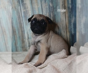Pug Puppy for sale in NILES, MI, USA