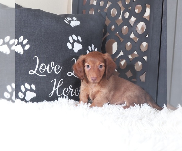 Medium Photo #2 Dachshund Puppy For Sale in MOUNT VERNON, OH, USA
