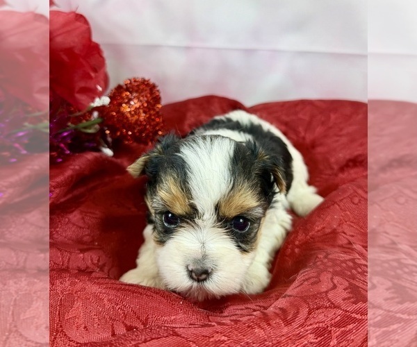 Medium Photo #2 Morkie Puppy For Sale in CASSVILLE, MO, USA