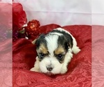 Small #1 Morkie